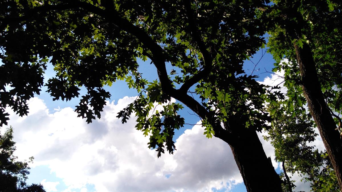 Red Oak Tree