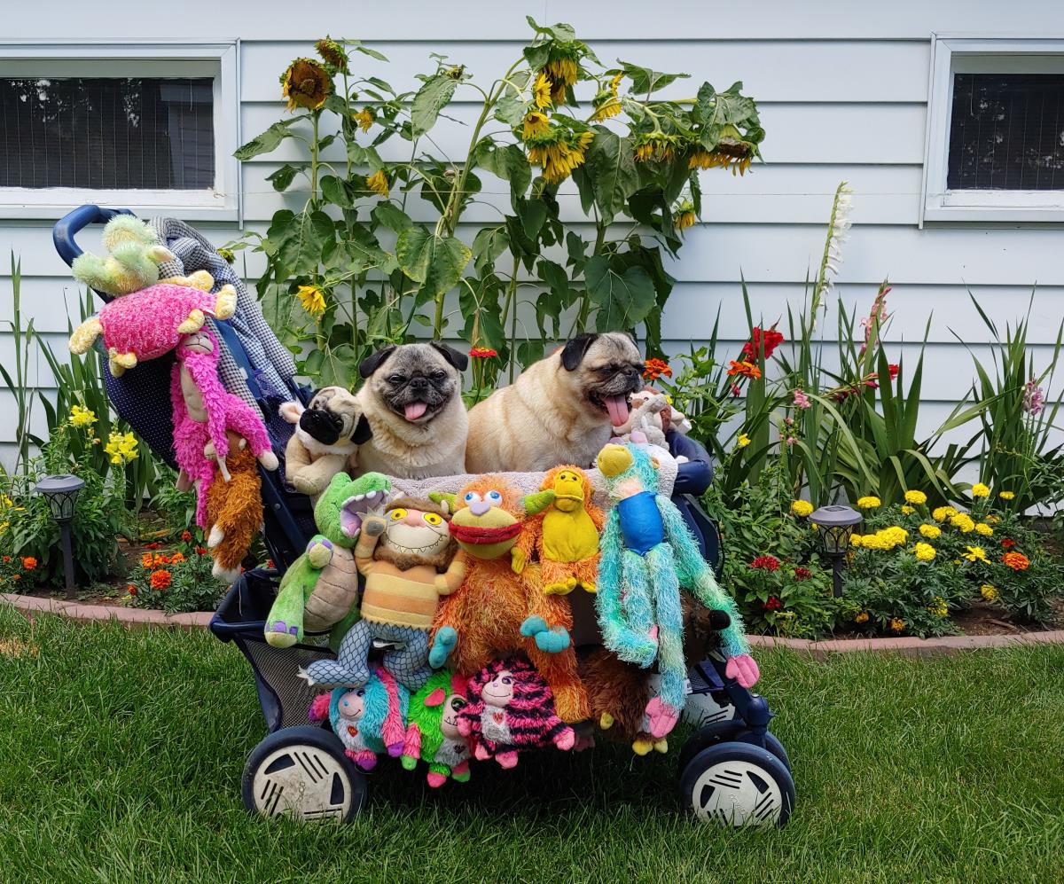 Pet Wheel Parade