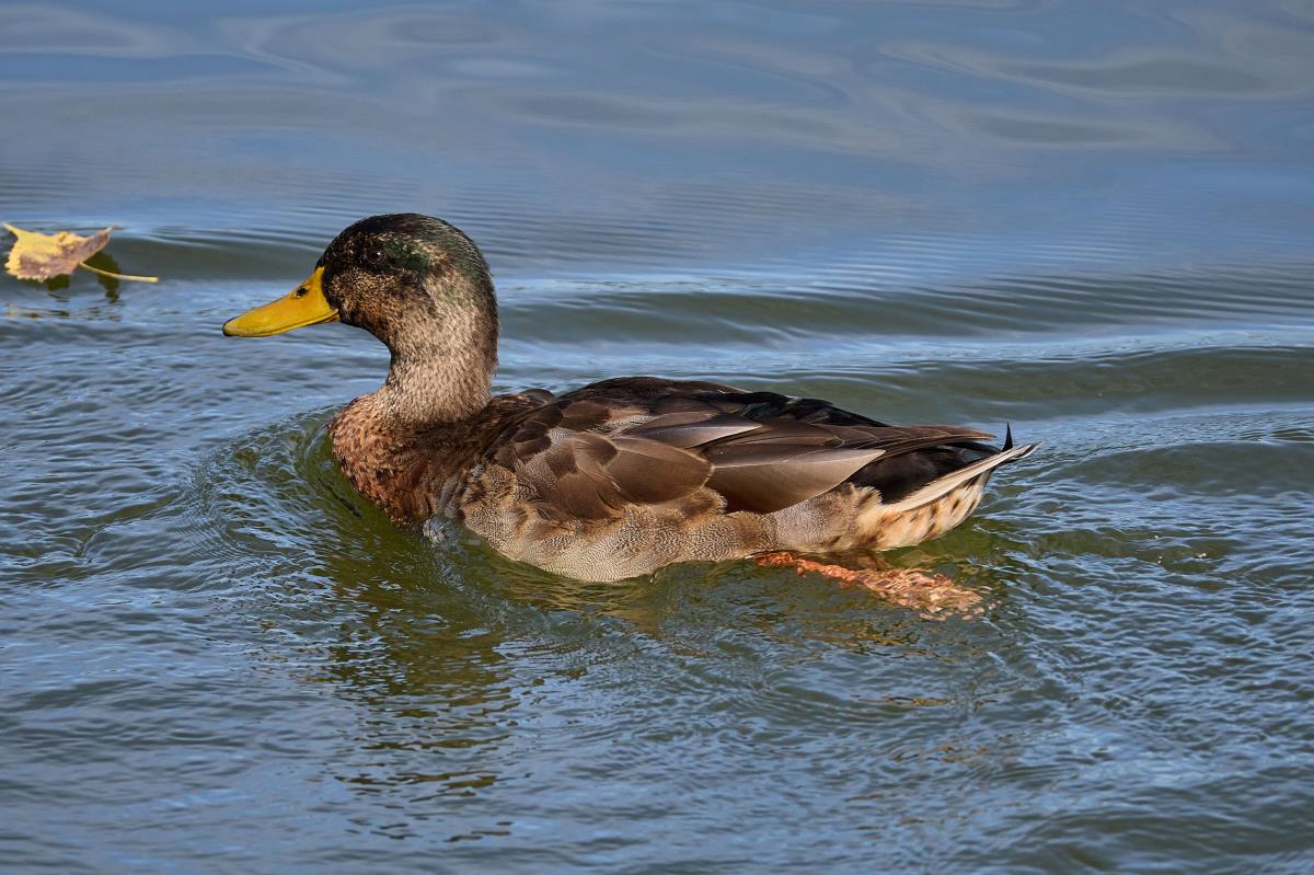 Duck Swimming