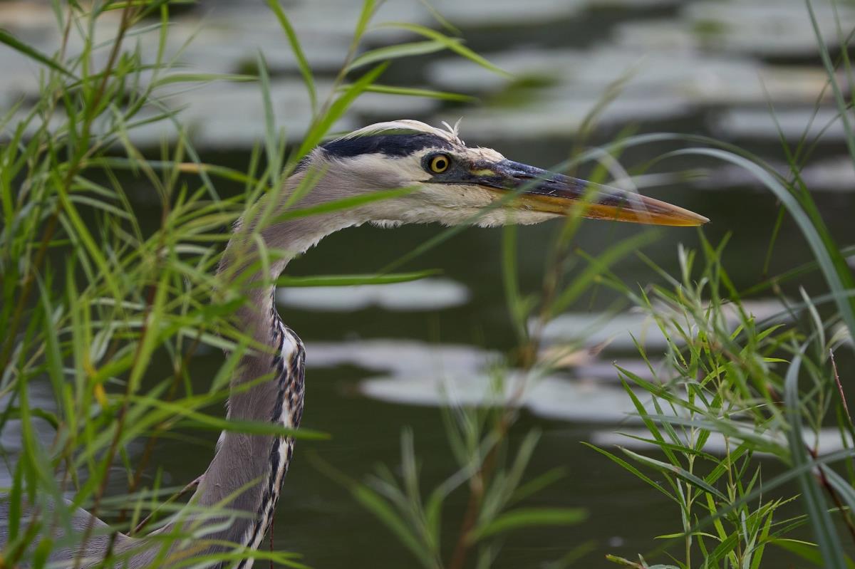 Blue Heron